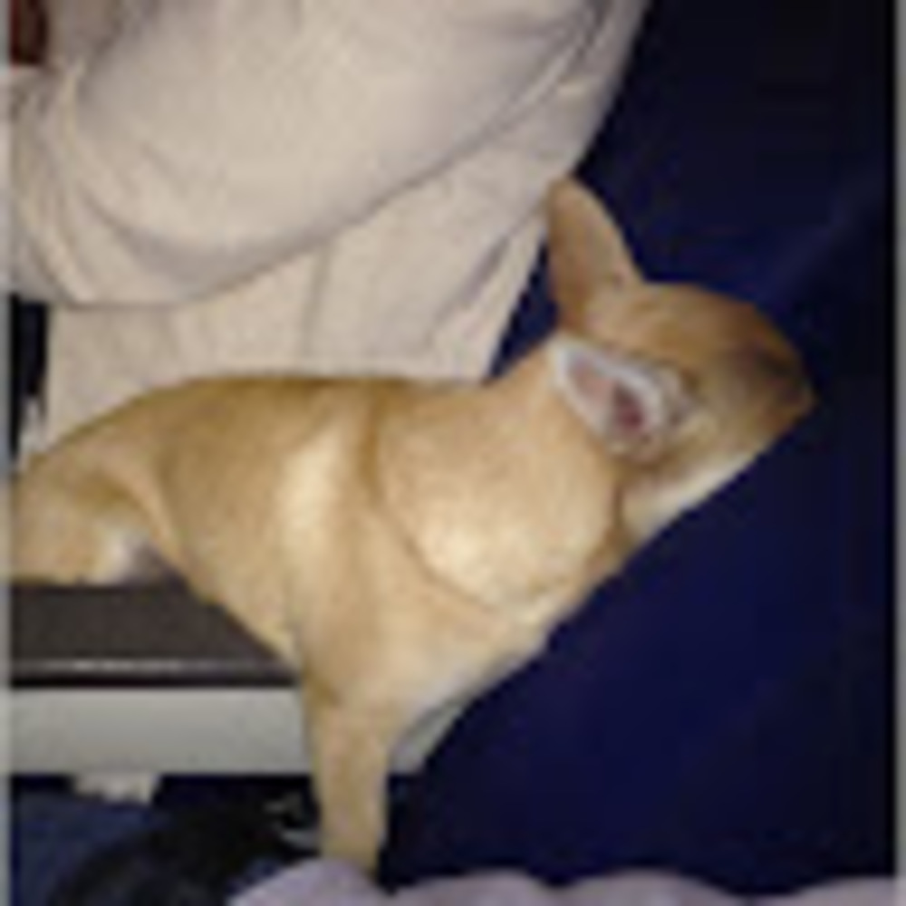 Meet your Posher, Fox